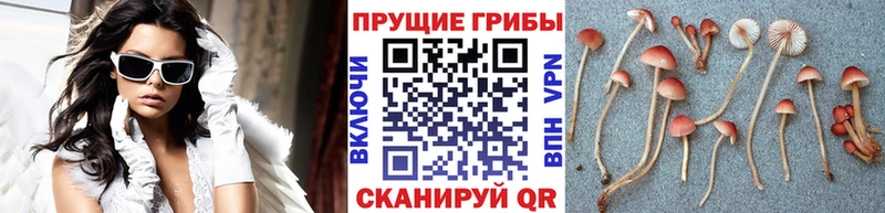 OMG зеркало  Мариинский Посад  Псилоцибиновые грибы Cubensis 